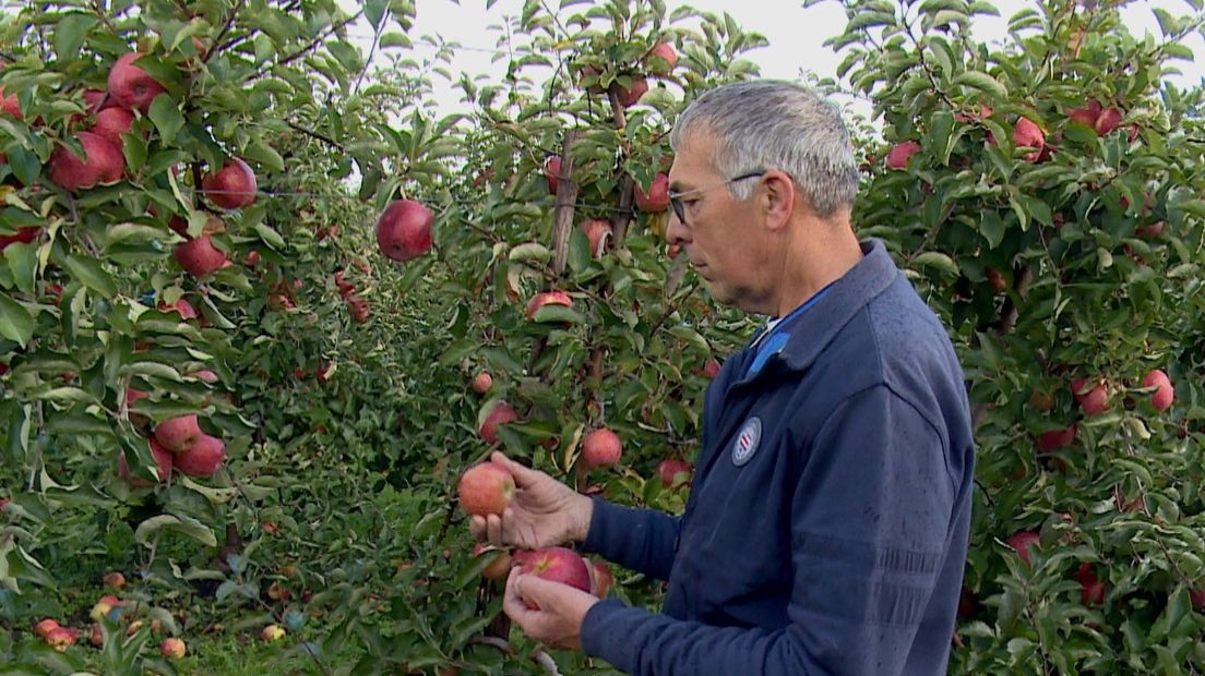 Herman Vereecken plukt een paar appels. "Er hangen er nog duizenden."