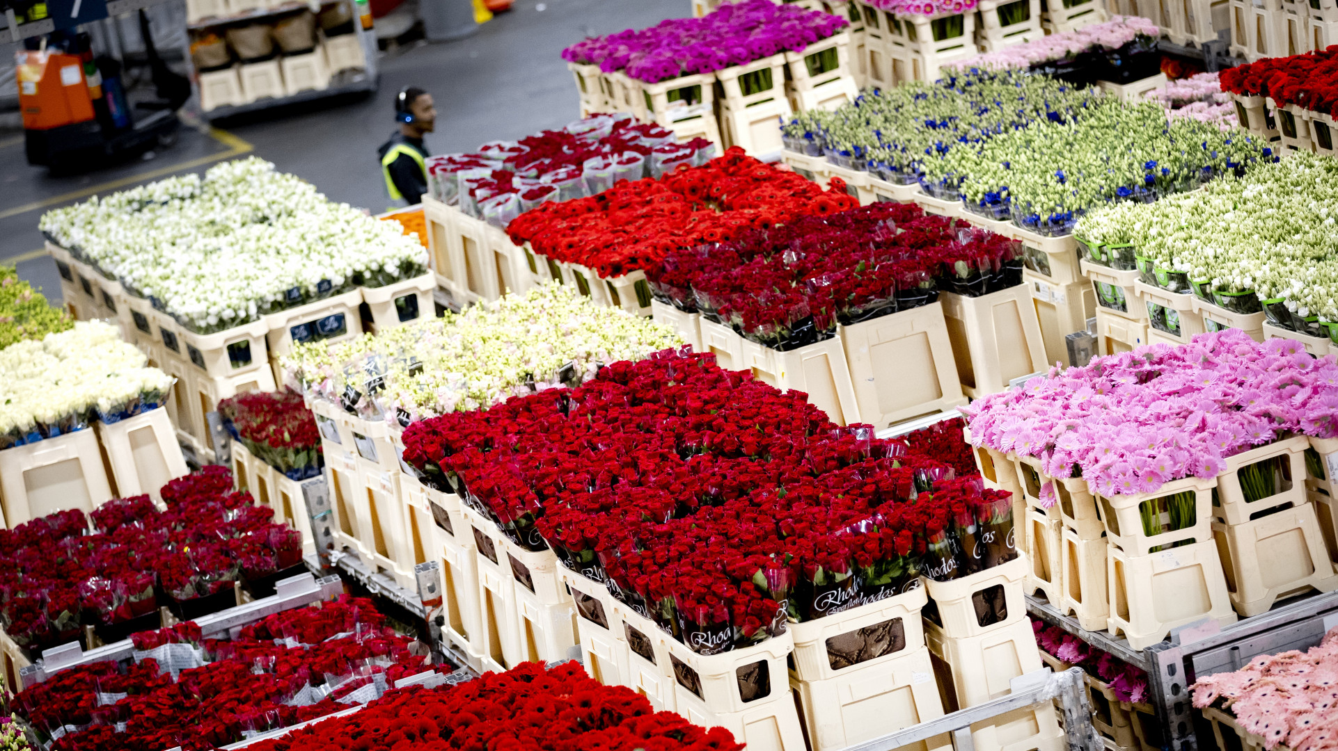 Bloemen in de veilinghal van Royal FloraHolland in Aalsmeer