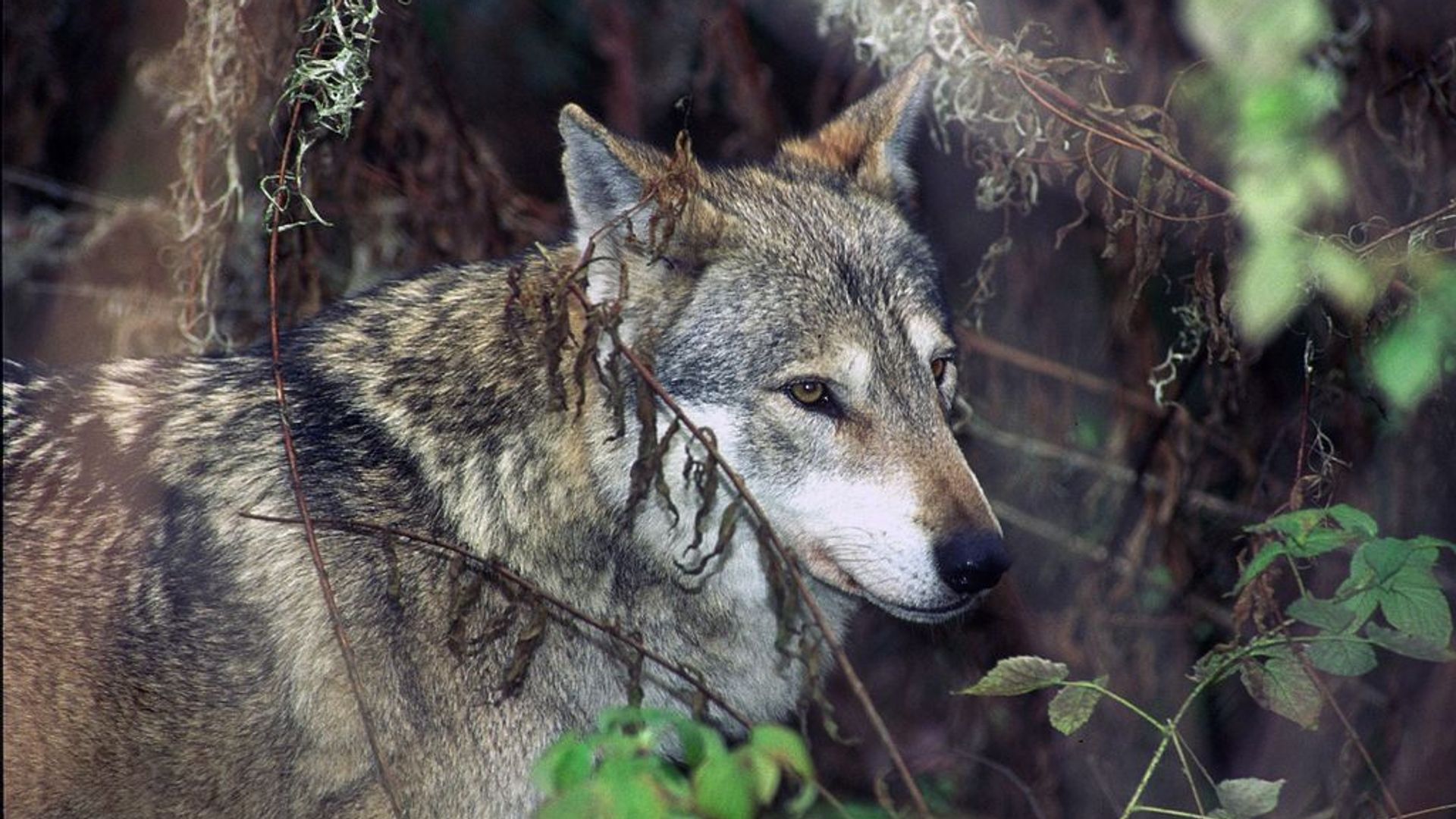 Is Het Een Wolf Of Toch Een Hond? Dit Zijn De Verschillen - Omroep ...