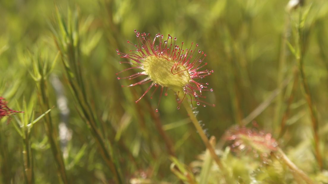 Natuurboer Bertus Slot wordt niet wild van een klein, vleesetend plantje als de zonnedauw