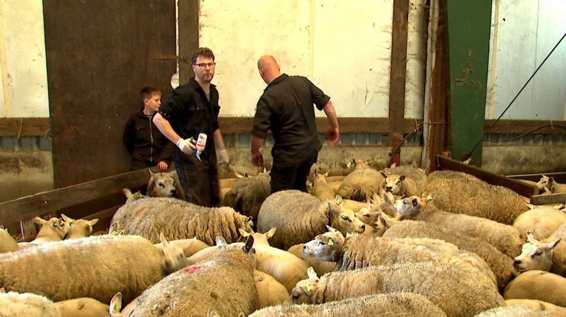 Dierenarts Van Drie (met vaccinatiepistool) en schapenhouder Erik van Norel tussen de ooien die worden ingeënt tegen blauwtong.