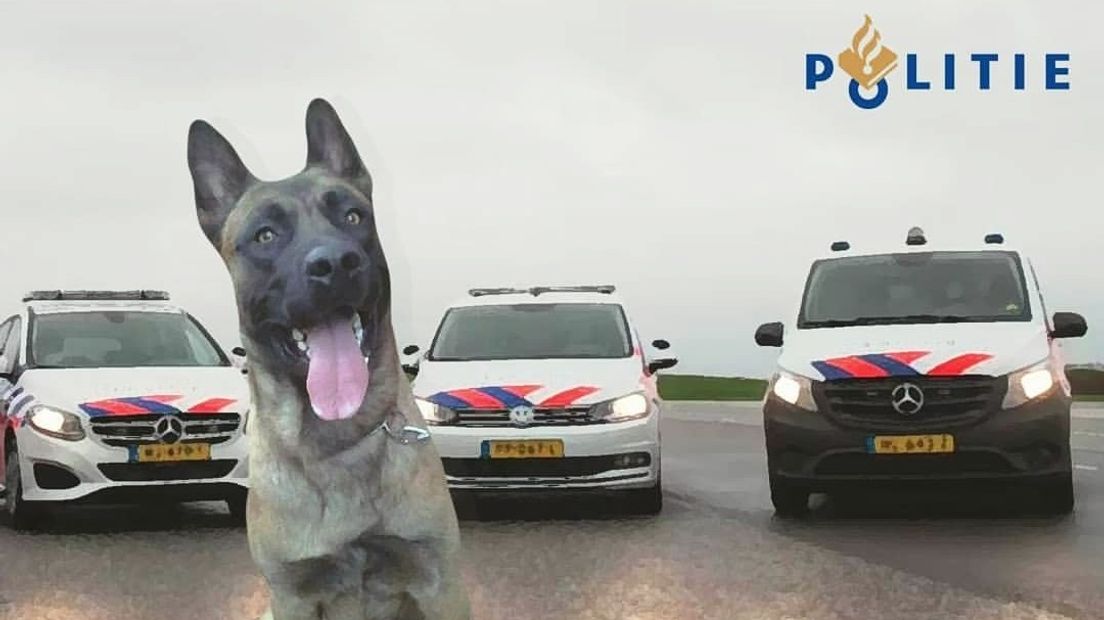 Politiehond bijt inbreker bij inbraakpoging in Sas van Gent