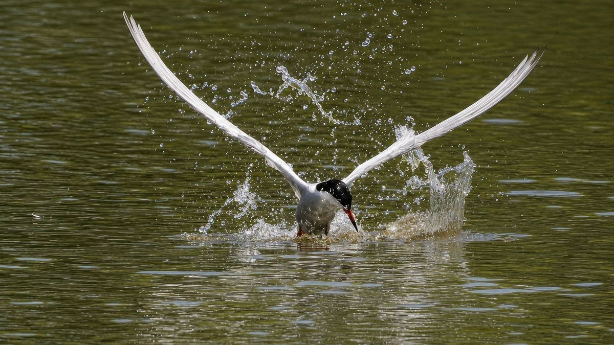 Wat ga jij doen in de Drentse natuur? Tips voor in de agenda!