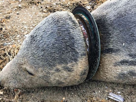 Recordaantal zeehonden raakt verstrikt in netten en zwerfafval: 'Jonge zeehonden steken overal hun snuit in'