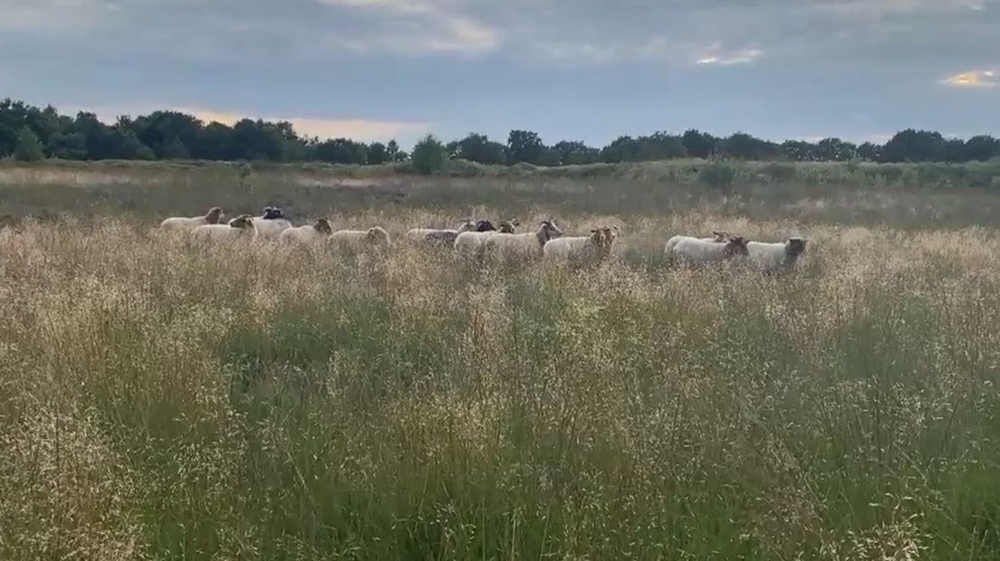 Vijftien schapen van de bennevelder kudde grazen in het gebied bij Coevorden