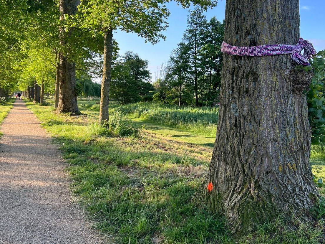 De dikke bomen, gearceerd met een oranje stip, moeten worden weggehaald
