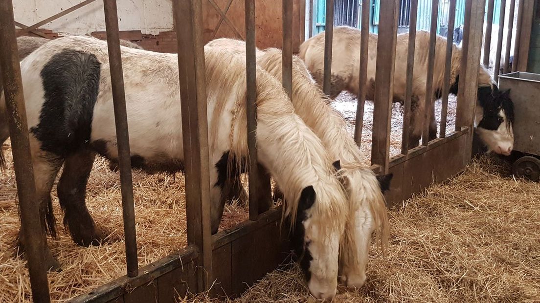 De loslopende pony's staan weer veilig in hun stal nadat ze voor een file op de A4 zorgde