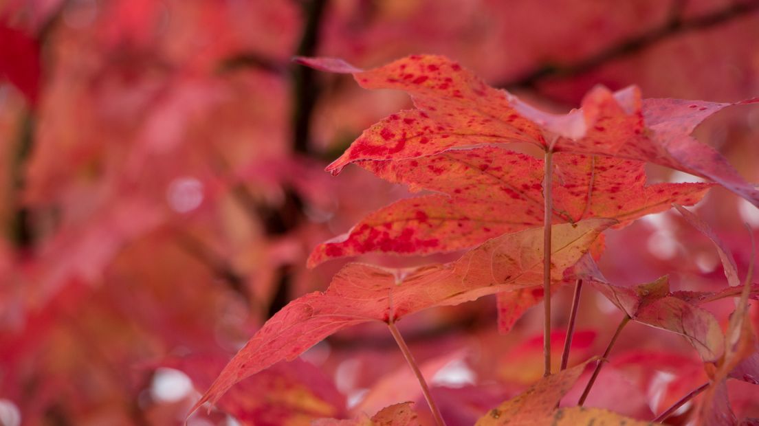 Gelderland kleurt rood, geel en bruin. De herfst is op z'n mooist. Het natuurplatform BuitenGewoon is benieuwd naar alle mooie herfstplaatjes van Gelderland en daagt u uit om het vast te leggen en in te sturen. Wellicht wint u dan de waardebon van 50 euro van een fotowinkel.