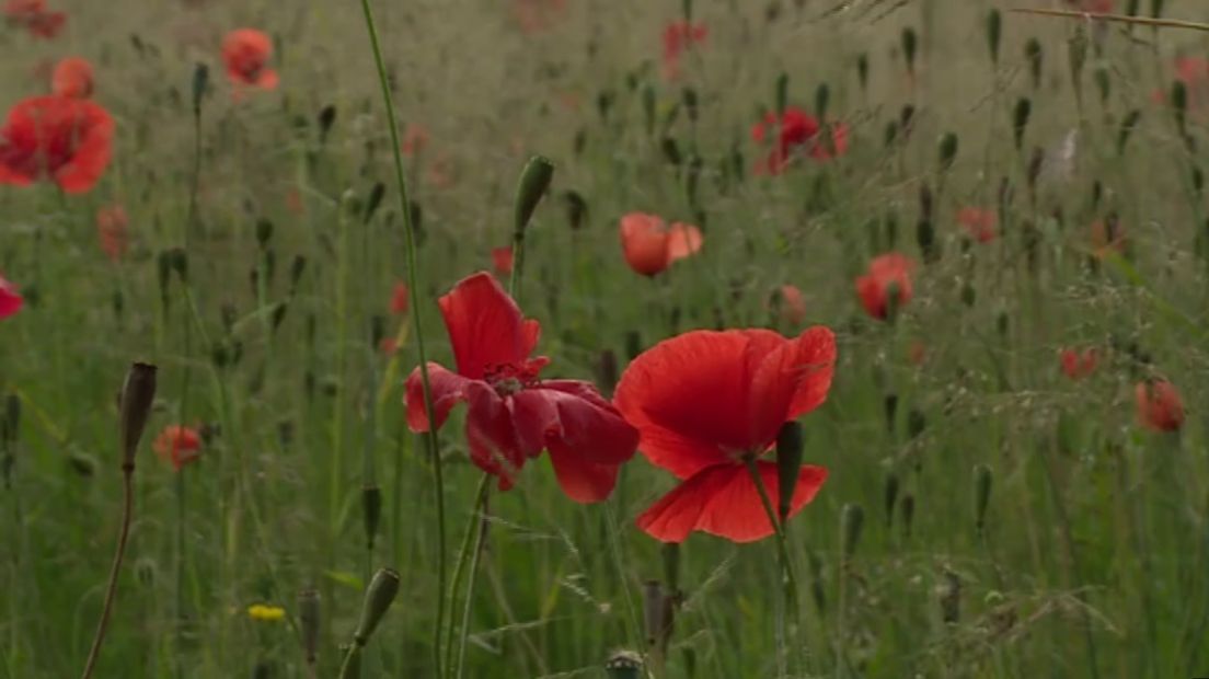 Klaproos op de roggeakker bij Eext (Rechten: RTV Drenthe/Jan Dijk)