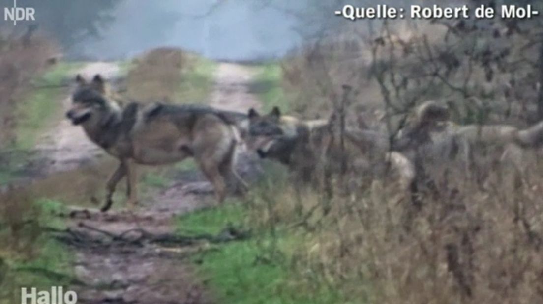 Roedel wolven (bron: Screenshot NDR.de/ Robert de Mol)