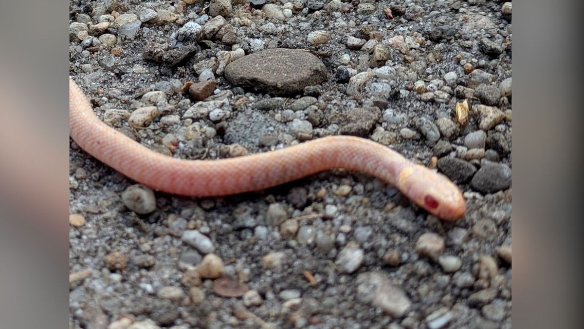 Zeldzame slang ontdekt bij Arnhem: 'Nog nooit gezien'