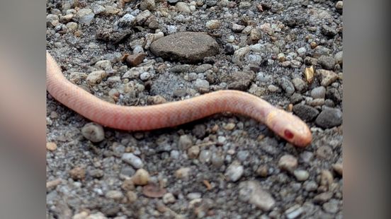 Zeldzame slang ontdekt bij Arnhem: 'Nog nooit gezien'