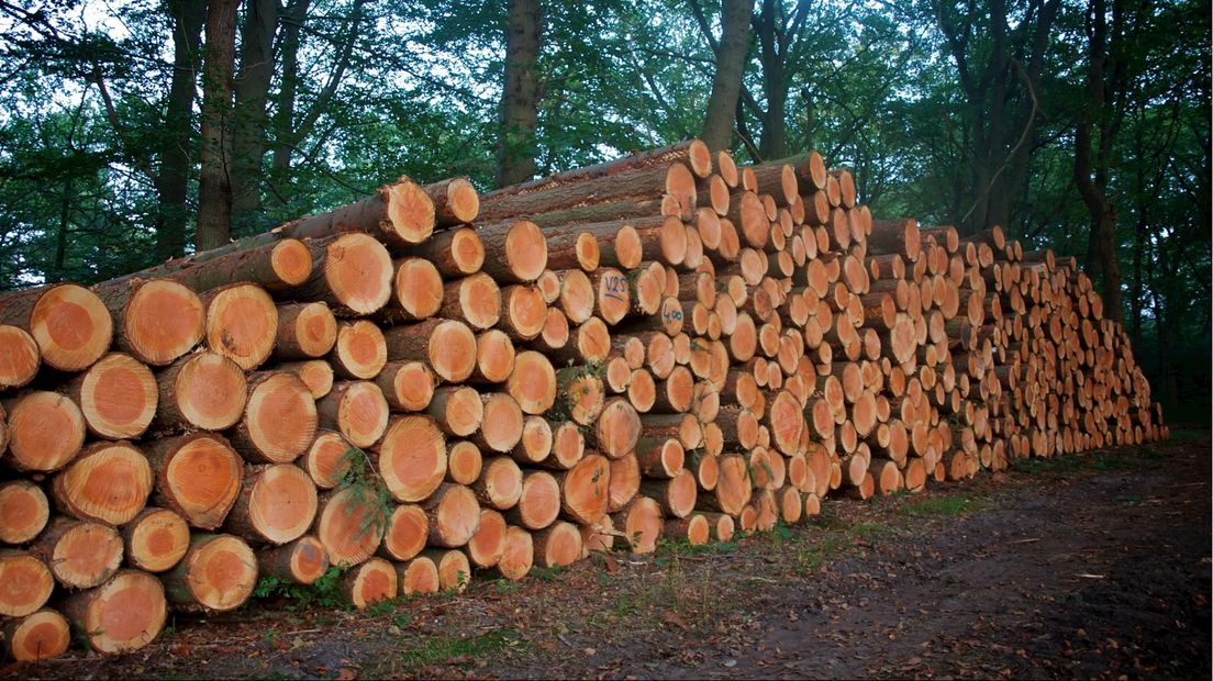 Houtkap in bossen