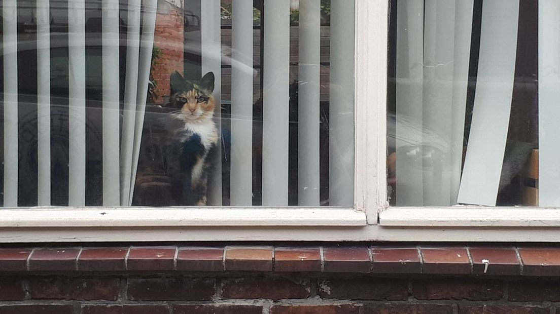 Veel baasjes in de Professorenbuurt houden hun kat nu binnen