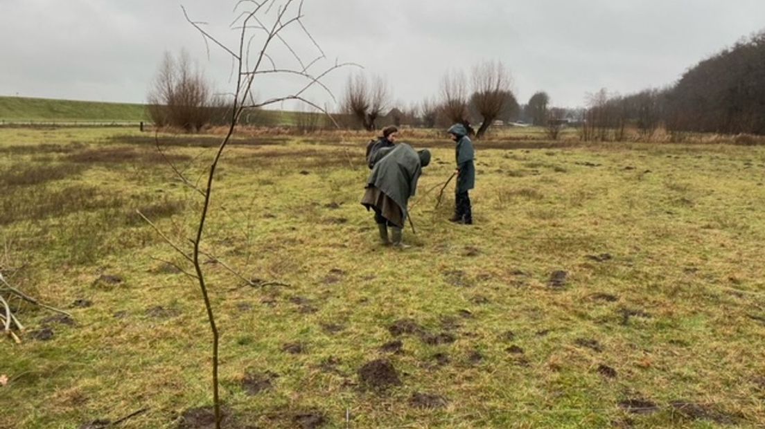 Wilgenmonument IJsselbiënnale wordt geplant