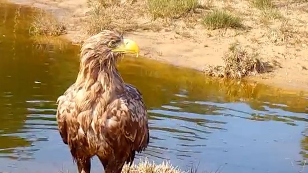 'Dat verzin je toch niet?' Boswachter ontdekt zeearend voor wildcamera
