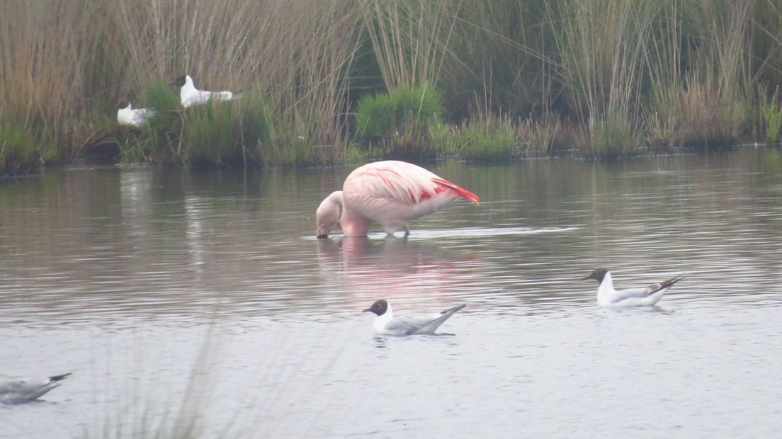 De flamingo in het Wierdense Veld