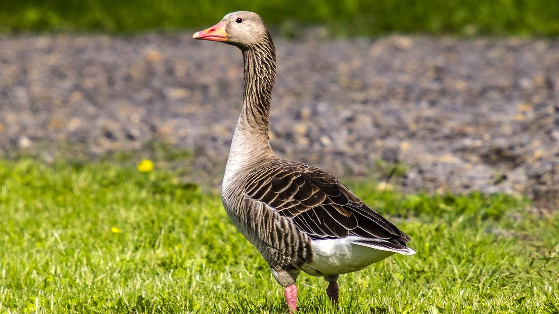 Een grauwe gans.