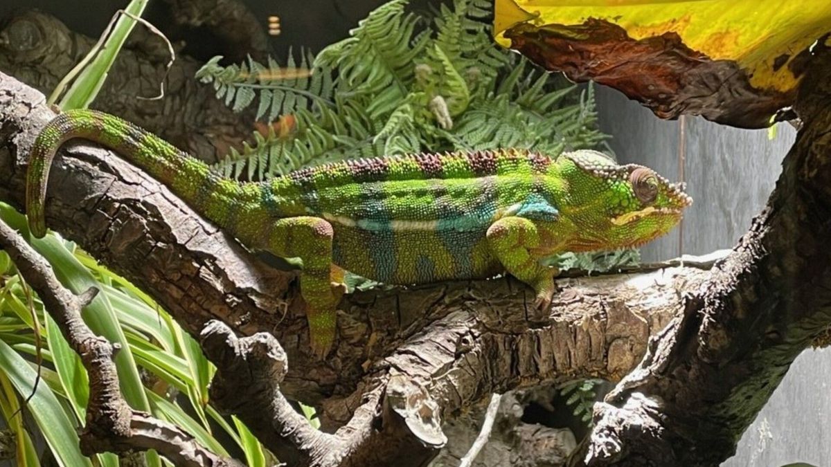 Tropische dierentuin worstelt met energierekening: nog geen kameleon met kippenvel, maar bezoeker mo