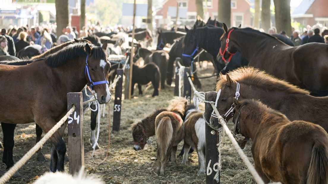 Het aantal aangeboden dieren op de Zuidlaardermarkt is minder dan vorig jaar