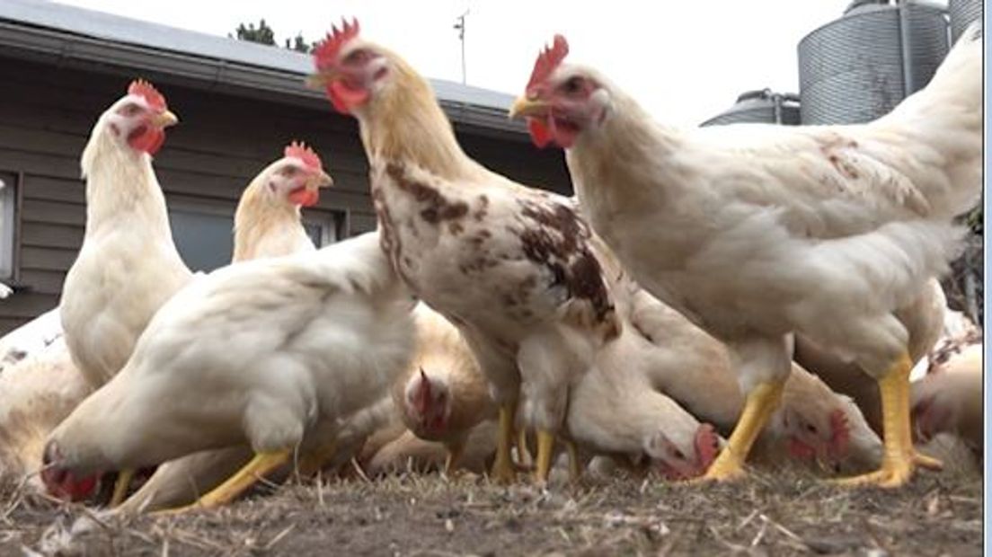 Veertig miljoen haantjes in Nederland worden binnen een dag gedood, domweg omdat ze nu eenmaal geen eieren leggen. Dat moet anders vinden steeds meer mensen, zoals chef-kok Nel Schellekens uit Winterswijk. 'De leghaan moet terug op de menukaart!'