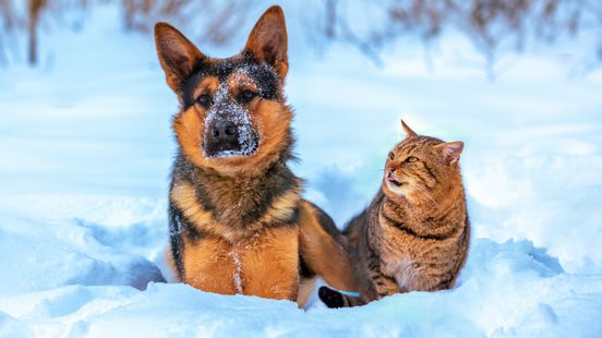 Wat betekent winters weer voor je kat of voor je hond? Nieuws