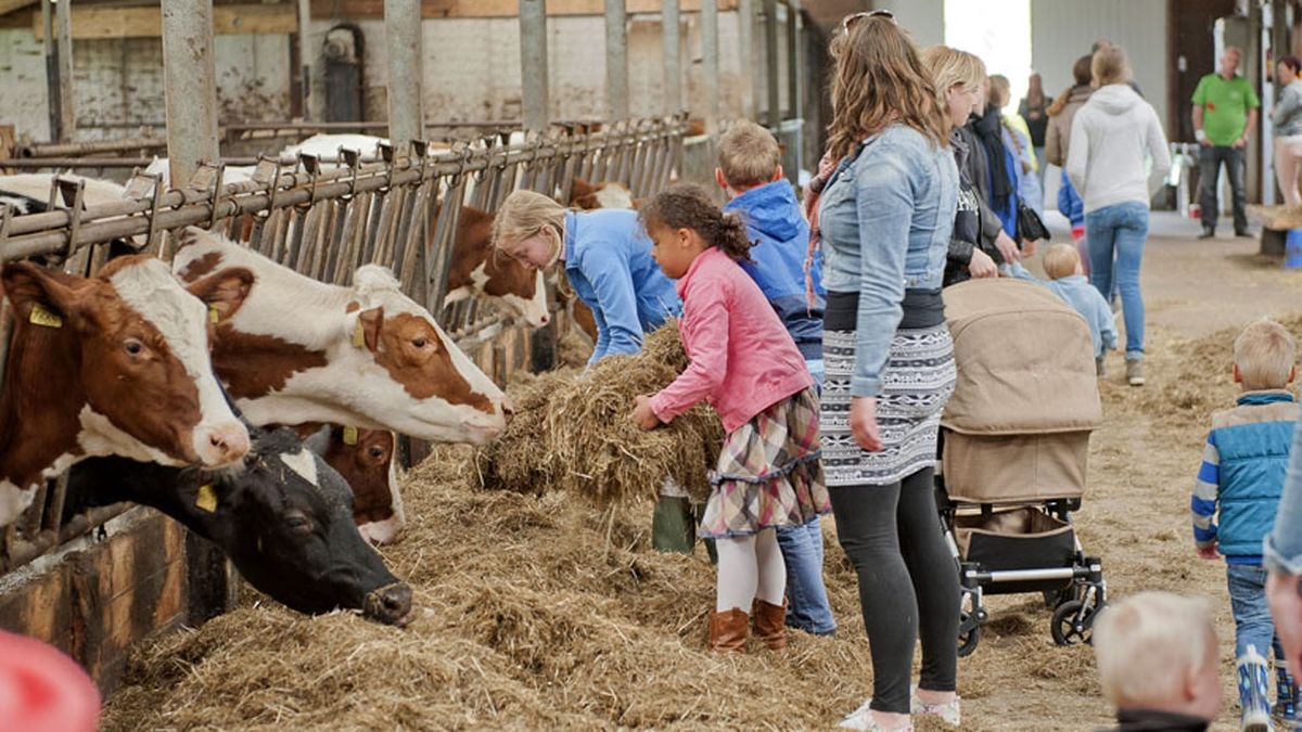 Te gast bij de koeien tijdens de Open Boerderijdagen