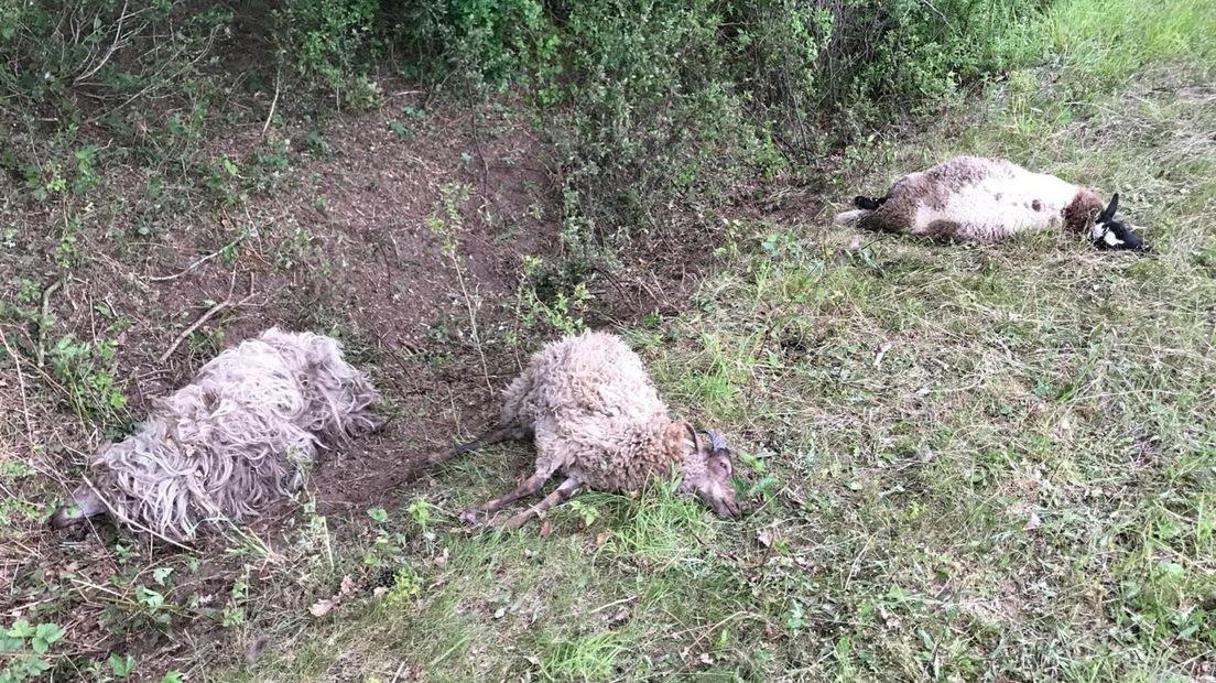 Drie schapen werden door de hondenaanval doodgedrukt (Rechten: Julie Teunen)