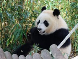 Mega-aandacht voor vertrek panda: 'Ze heeft ons allemaal betoverd'