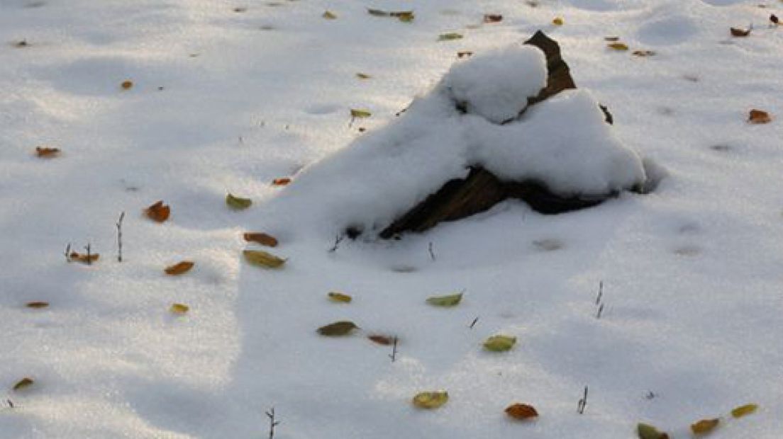 Sneeuwsafari in park De Hoge Veluwe