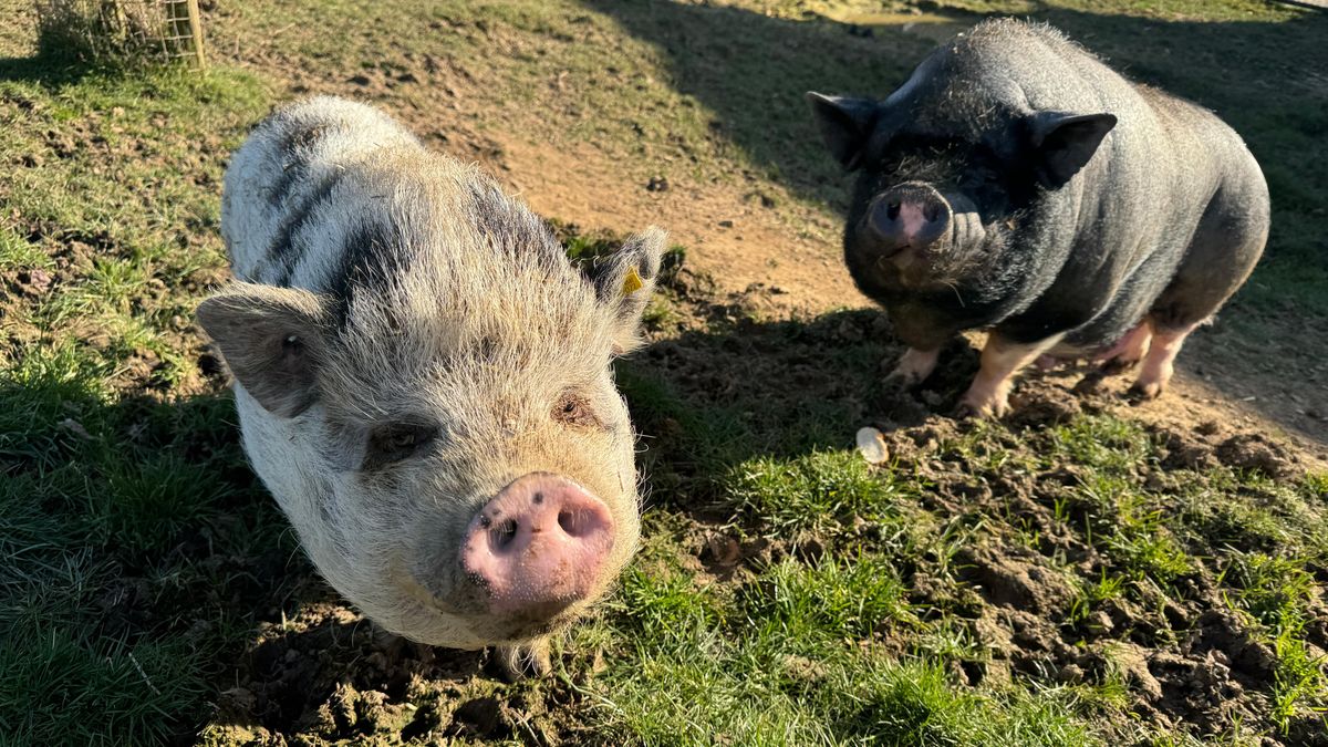Gedumpt varken Toos heeft nieuw liefdevol thuis mét modderpoel