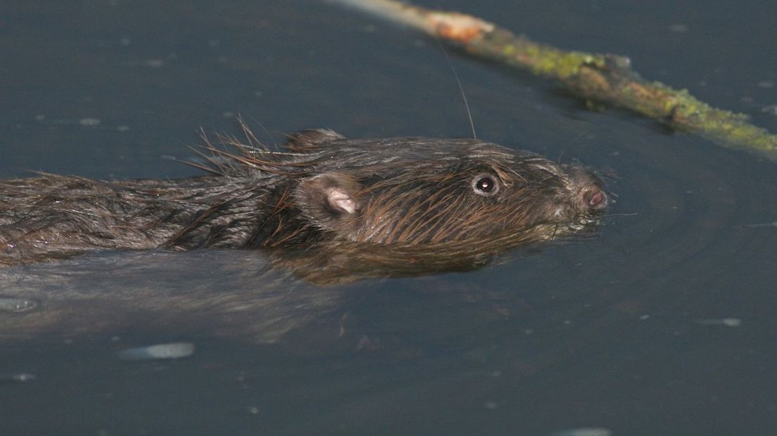 Een bever weet met zijn bouwdrift het landschap te veranderen.