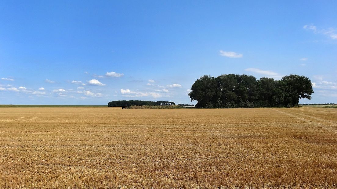 Een graanveld in de Carel Coenraadpolder