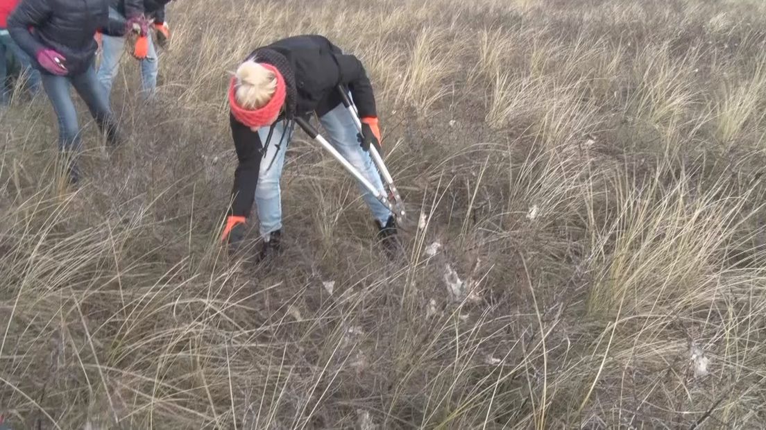 Nesten bastaardsatijnrupsen weggeknipt