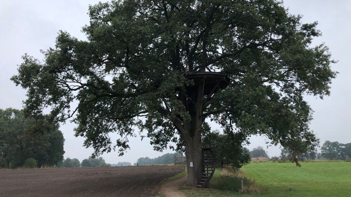 Blij om nominatie boom maar zorgen om droogte bij Kunstvereniging Diepenheim