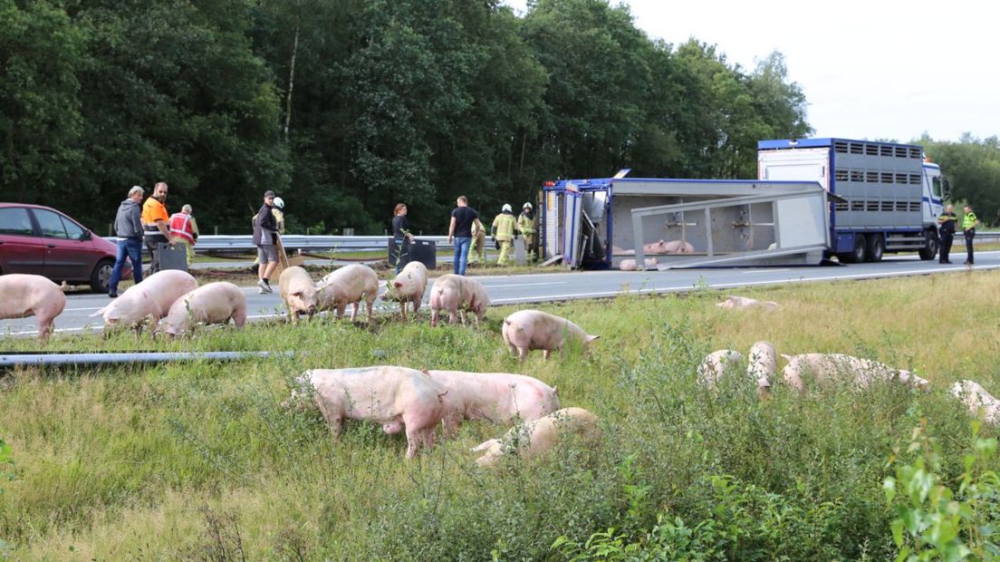 Loslopende varkens bij de gekantelde veewagen