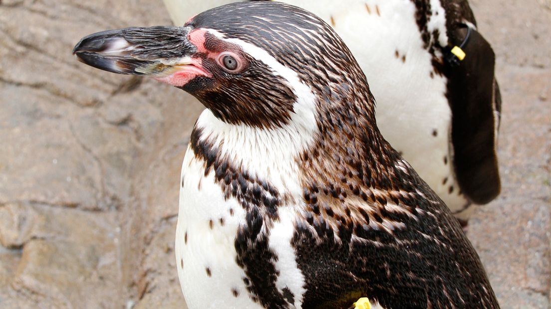 Pinguin - Foto Sea Life