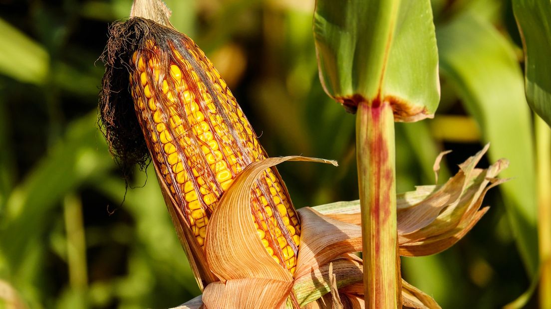 Drentse mais heeft flink geleden onder de aanhoudende warmte en droogte (Rechten: Pixabay.com)