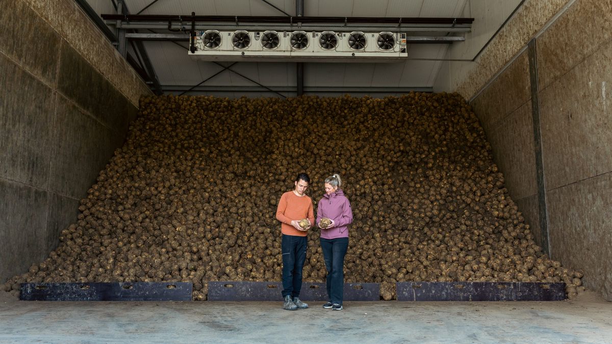No Waste Army roept op om Stoutjesdijk van de knollen te verlossen: 'Niemand komt ze halen, helaas'