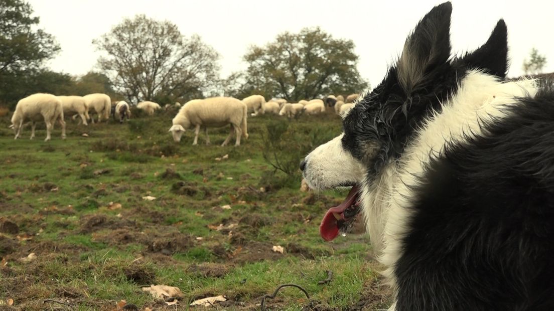 Als de wolf zich definitief vestigt in Gelderland dan moeten schaapherders grote investeringen doen om hun kuddes te beschermen. Dat zegt Cynthia Berendsen van de Rhedense schaapskudde.