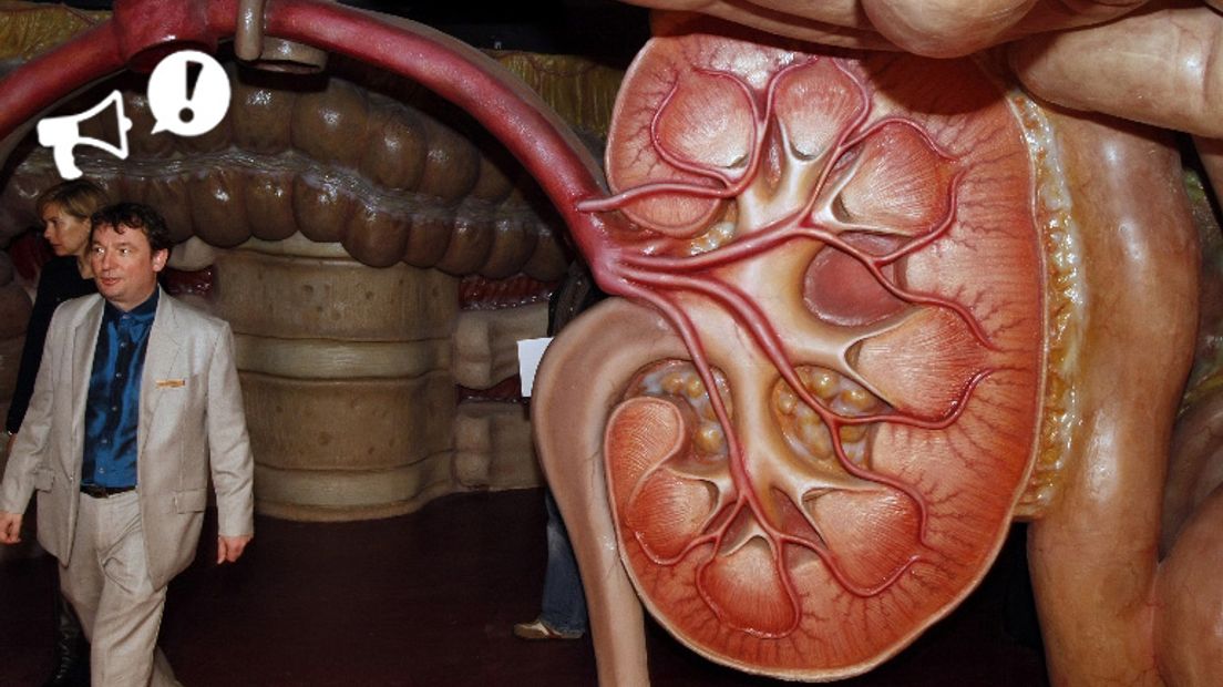 Een nagemaakte nier in belevingscentrum Corpus (Rechten: ANP/Marcel Antonisse)