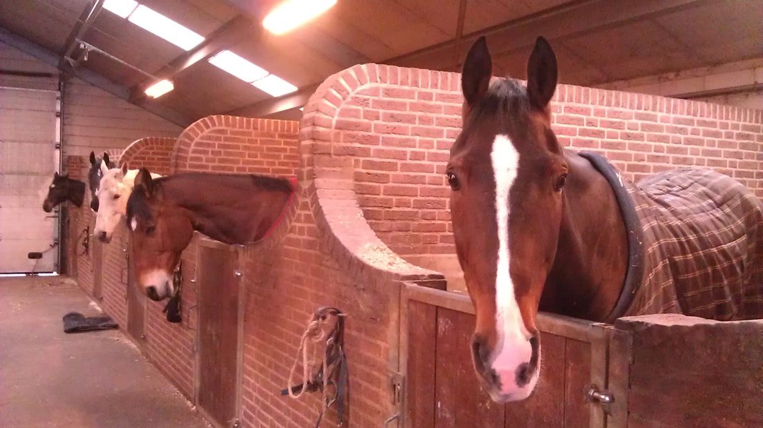 Paarden geregeld doelwit vandalen