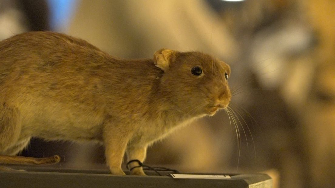 Een opgezette rat in het Natuur Historisch Museum