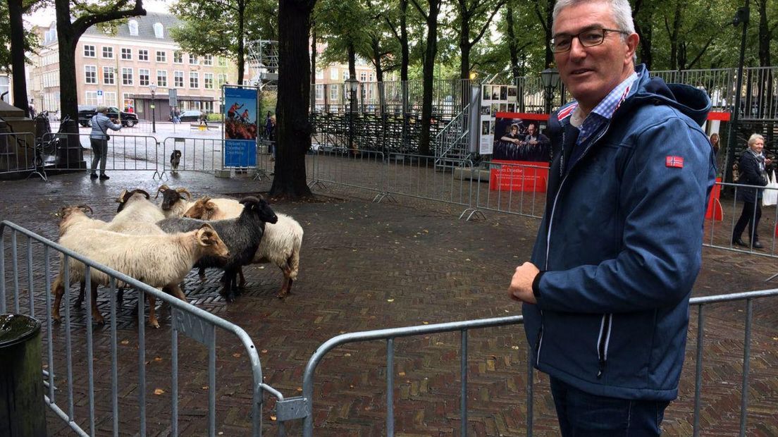 Gedeputeerde Henk Jumelet bij de schapen in Den Haag (Rechten: Chiel van Veen / RTV Drenthe)
