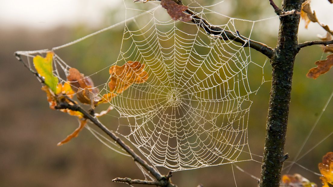 Spinnenweb met dauwdruppels.