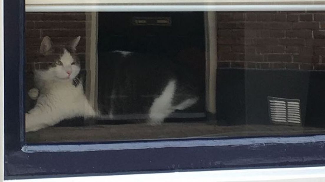 Er heerst onrust onder kattenbaasjes in Wamel. De laatste tijd zijn er in het dorp in het Land van Maas en Waal zeker 17 katten verdwenen. Dat meldt de politie.