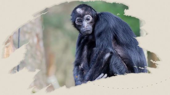 Oudste aap van Apenheul gestorven op 'extreem hoge leeftijd'