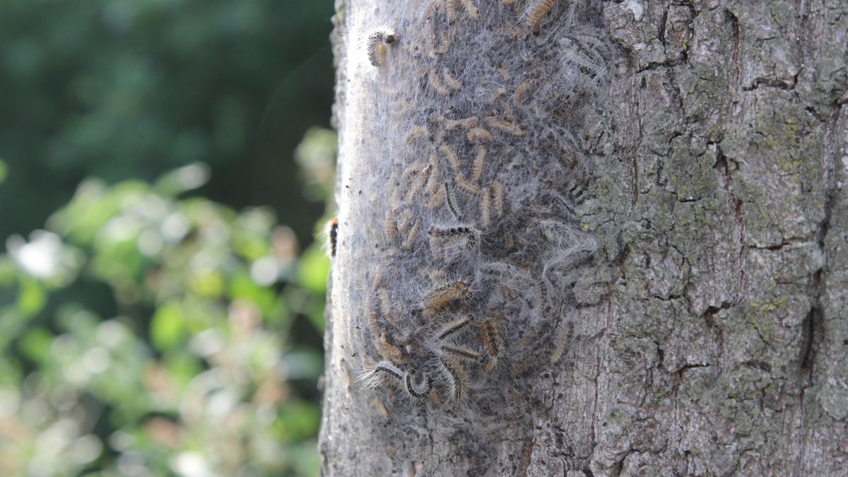 Eikenprocessierups duikt recordvroeg op: eerste melding komt uit Hengelo