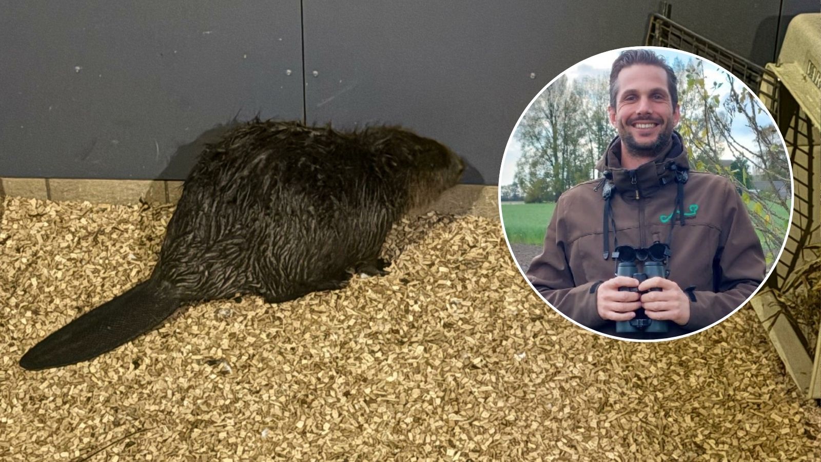 Van zwerver naar Zeeuw: bever lijkt zich binnenkort te vestigen: 'Volop goed leefgebied in Zeeuws-Vlaanderen'