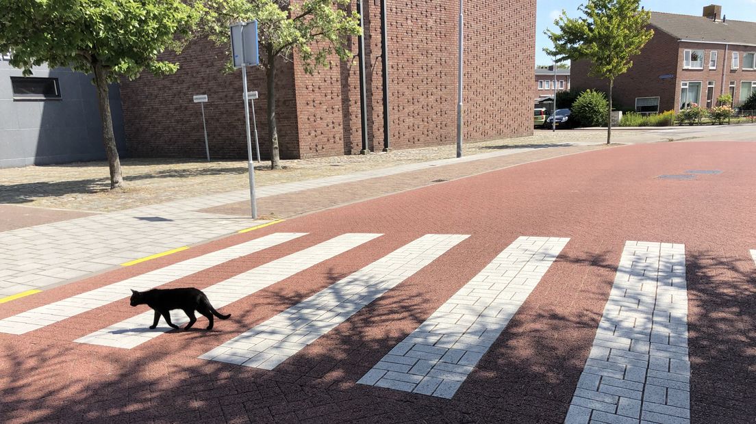 Deze kat in Middelburg kent de verkeersregels